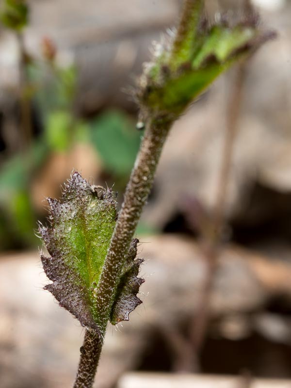 Draba muralis / Draba dei muri